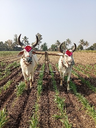 વેચવાનાં છે