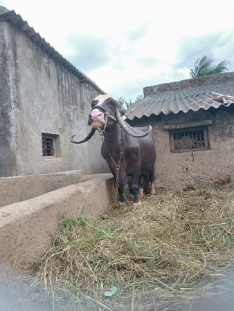 દેવાભાઈ સિધલ