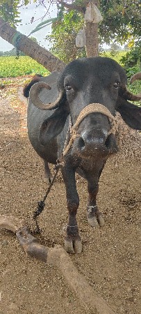 આ ભેંસ વેચવાની છે