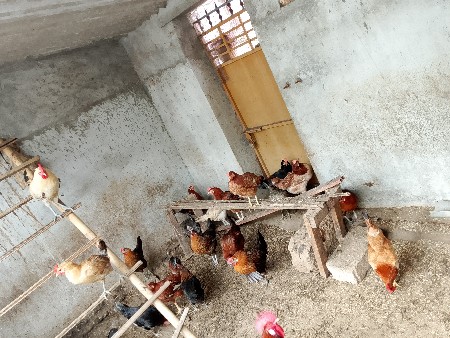 10 મરઘી ને 1 મરઘો વેસવાના સે