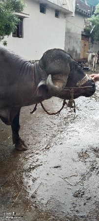 પાડો વેચવાનો છે