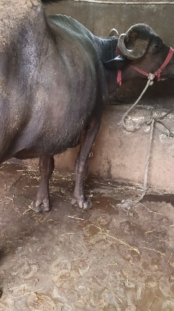 2 જા વેતર માં બને