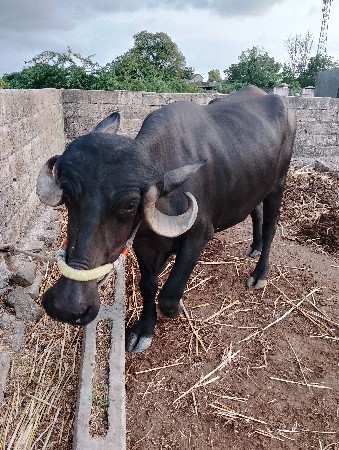 ખડેલી વેચવાની છે