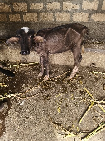 પાડી વેચવાની છે