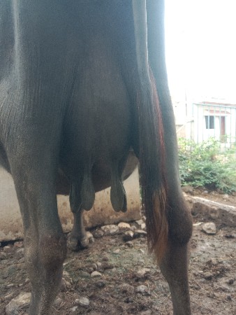ભેંસ વેચવાની છે