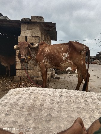 ગીર કાબરી ગાય વેચવાની