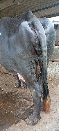 વેચવાની