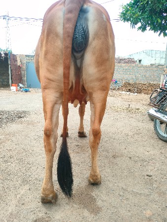 ગાય વેચવાની છે