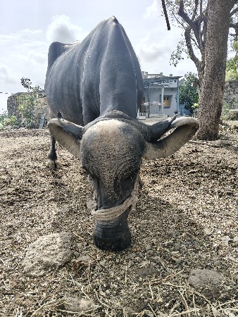 ભેંશ વેચવા ની છે