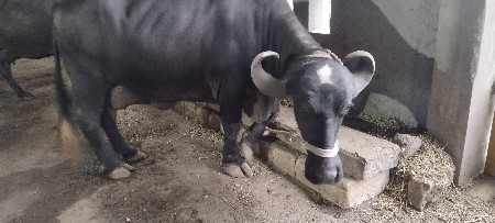 ભેંસ