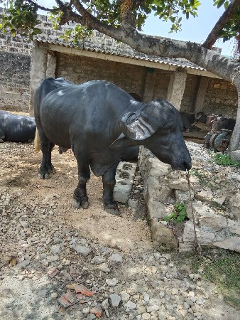 પાડો વેચવાનો છે