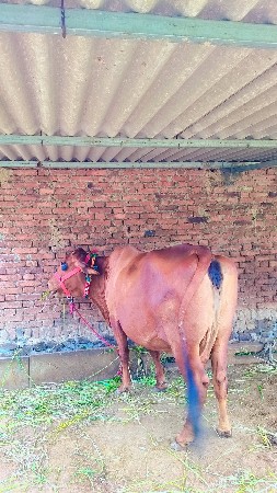 ગાભણી