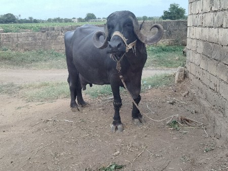 ભેંશ વેચાવની સે