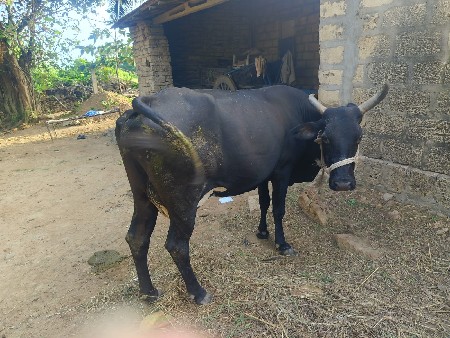 જર્સી ગાય દેવાની છે