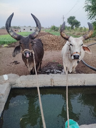 આ બળદ આપણે ફ્રીમાં દેવાના છે