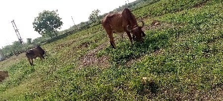 2 ધર ના છે સાવ સોજા