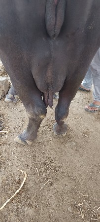 ભેંસ વેચવાની છે