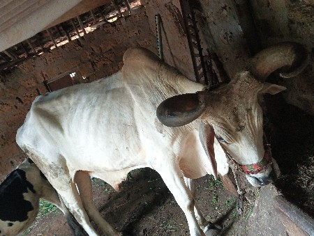 વેચવાનો છે