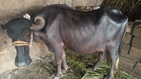 ભેંસ વેચવાની છે.2.જુવેતર