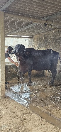 ભેંસ વેચવાની છે