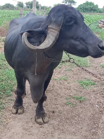 આ