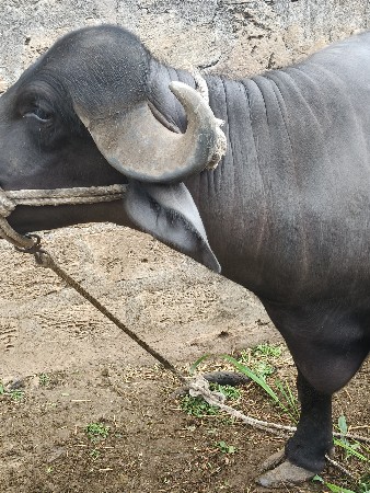 ખડાઈ
