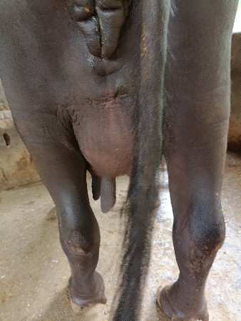 2 વેટર