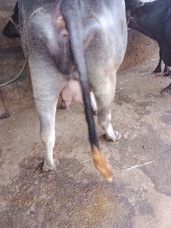 ખડેલી વેચવાની છે