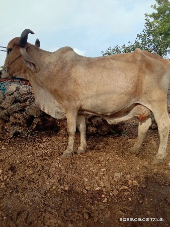 ગાય વેચવાની છે