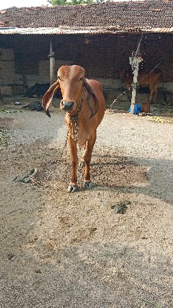 વાસડી વેચવાની છે