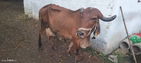 વેસવાની સે
