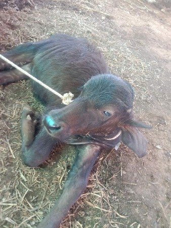 ભેસ અને પાડી વેચવાના