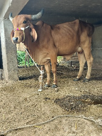 2 ગાય દેવાનિછે
