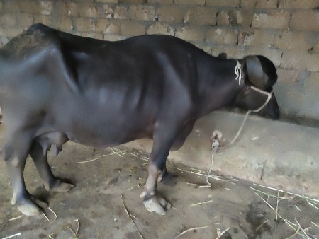 6 litre dudh  Bijju vedar