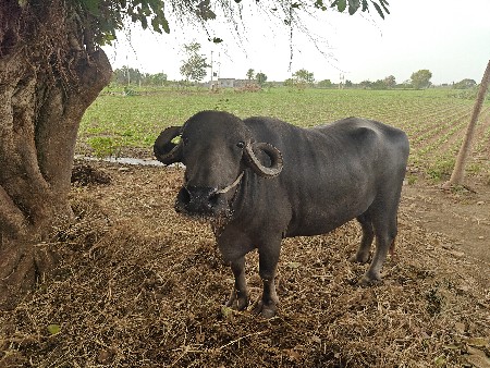 ભેંસ વેચવાની છે
