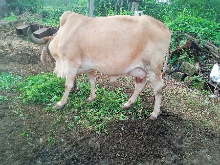 ગાય વેચવાની છે