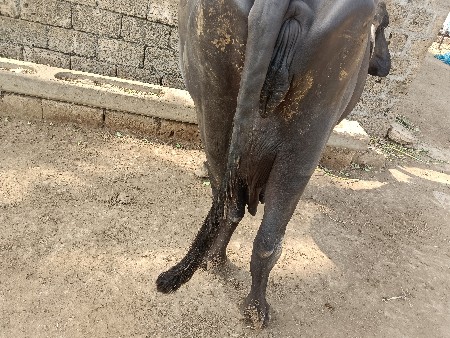 ભેંસ વેચવાની છે
