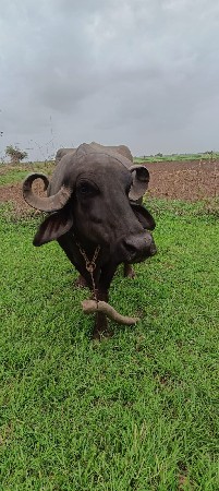 ભેંસ વેચવાની છે