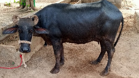 ભેંસ વેચવાની છે