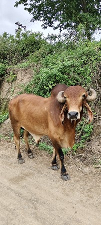 ગિરખુંટ વેચવાનો છે