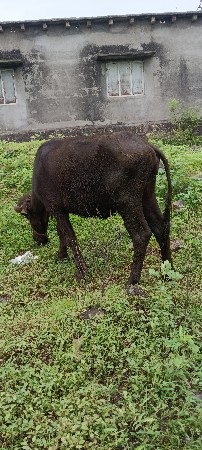 ફૂલ જવાબદારી