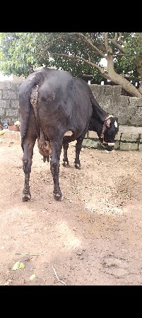 ગાય વેશવા ની છે