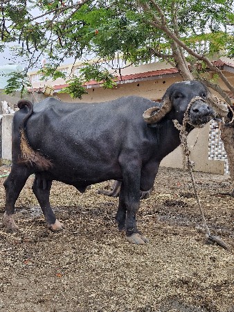 આ ભેંસ વેચવાની છે