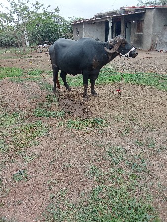 ખડેલી બીજા વેતરનો