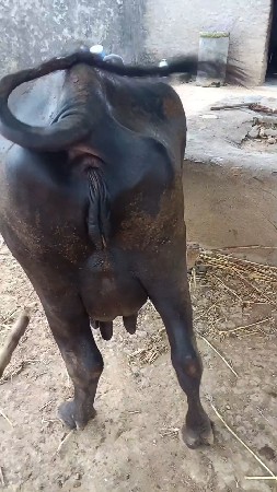 vecha vani che
