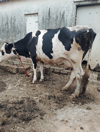એચએફ ગાય