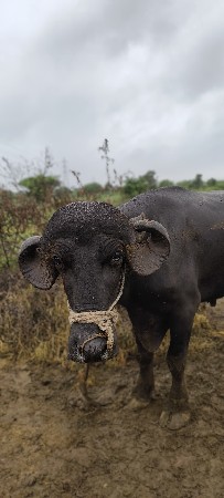 પાડો વેચવાનો છે