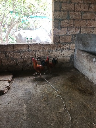મુરઘો વેચવાનો છે
