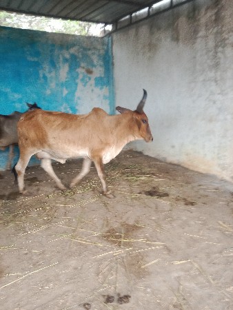 હોડકિ વેચવાનિ સે વઢિયારિ