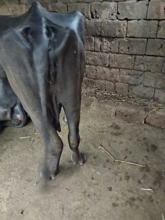 વેચવાની છે